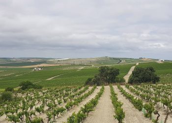 Primer On The Most Divisive Of All Wines: Sherry