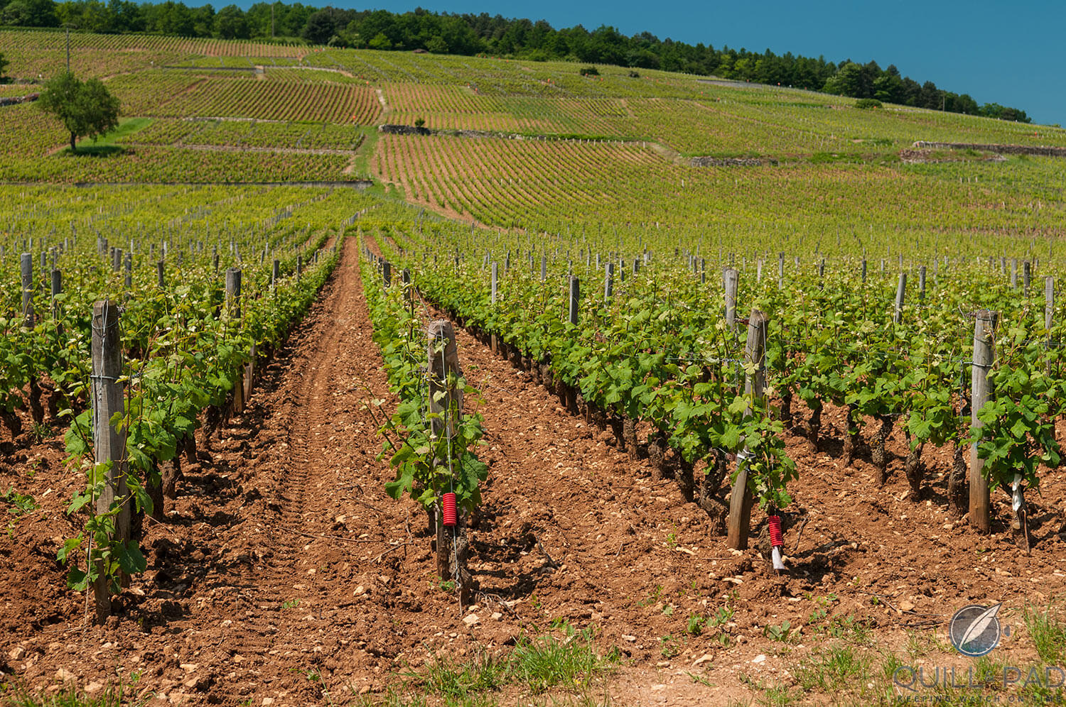Vineyards of the Domaine de la Romanée-Conti in Burgundy